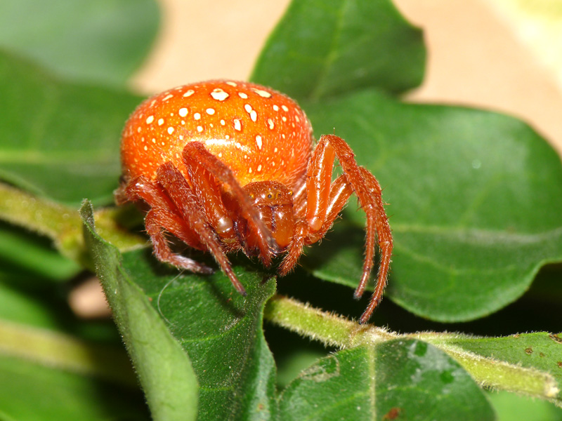 Araneus alsine